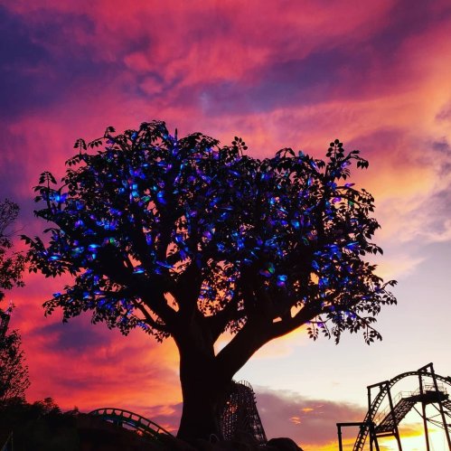A vibrant tree adorned with blue lights against a stunning sunset sky of pink and orange hues.