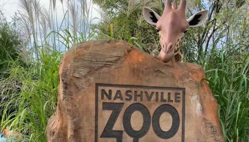 A giraffe peeks over a rock sign that reads "Nashville Zoo," surrounded by greenery.