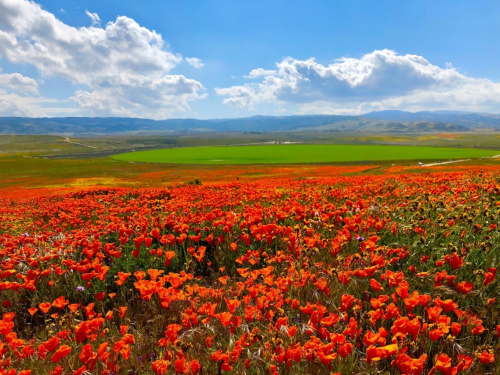 Vibrant orange poppy fields stretch across a landscape under a blue sky with fluffy clouds and green hills in the distance.