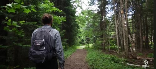 A person with a backpack walks along a forest trail surrounded by lush greenery and tall trees.