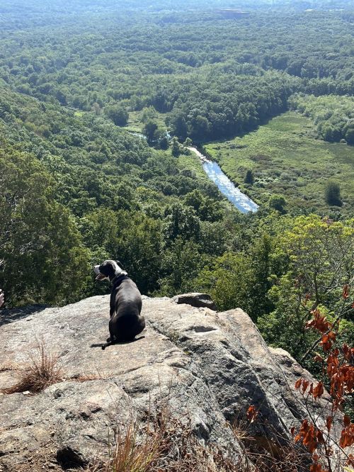 A dog sits on a rocky ledge, overlooking a lush green valley and winding river below.