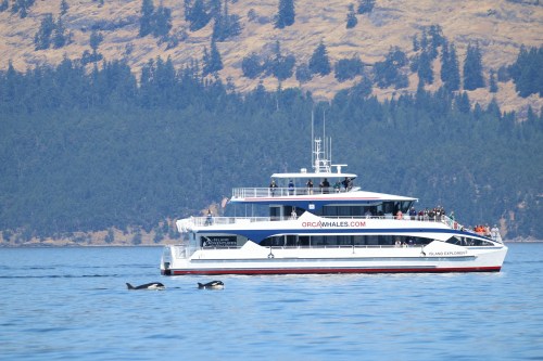 A tour boat with passengers sails near two orcas in a calm sea, surrounded by forested hills.