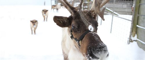 A close-up of a reindeer in snow, with other reindeer blurred in the background. Snowy landscape surrounds them.