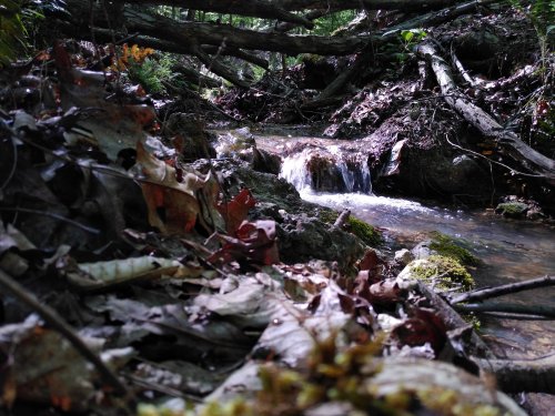 A serene stream flows through a forest, surrounded by fallen leaves and moss-covered rocks.