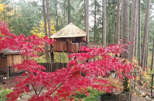 A treehouse with a thatched roof surrounded by tall trees and vibrant red foliage in autumn.