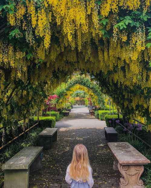 A child stands in a garden path lined with vibrant yellow flowers, surrounded by lush greenery and stone benches.