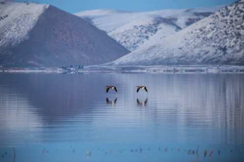 Two ducks flying over a calm lake, surrounded by snow-capped mountains and a clear blue sky.