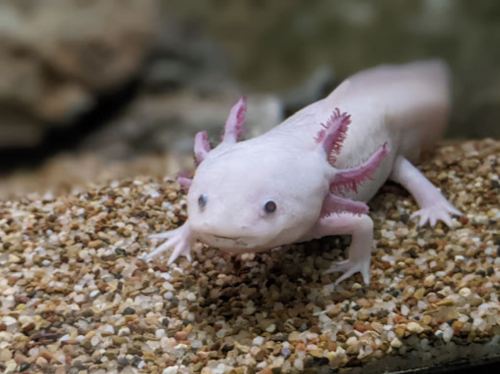 An axolotl with pink gills and a pale body crawls on a sandy substrate in an aquarium.