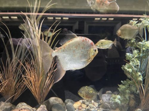 A group of fish swimming in an aquarium among aquatic plants and rocks.