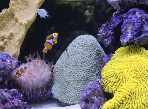 Colorful underwater scene featuring clownfish, coral, and sea anemones in a vibrant aquarium setting.