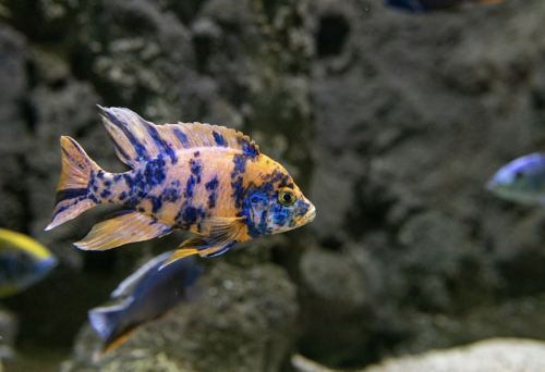 A vibrant orange and blue fish swimming in an aquarium with a rocky background.