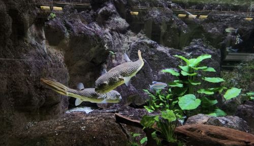 Two spotted fish swim in a rocky aquarium environment with green plants and other fish in the background.
