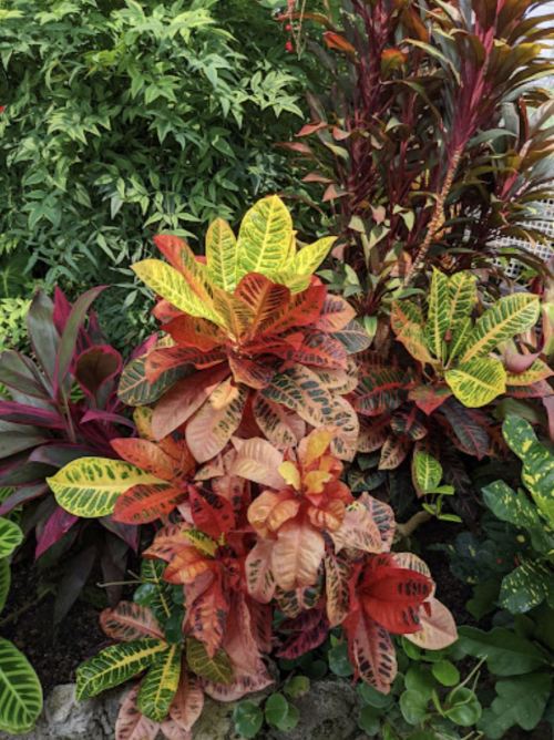Vibrant tropical plants with colorful leaves in shades of green, yellow, orange, and red, creating a lush garden scene.