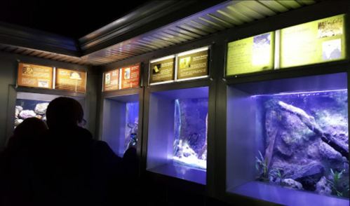 Visitors observe illuminated aquariums with informational displays in a darkened exhibit space.