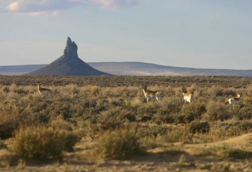A desert landscape with several deer grazing in the foreground and a prominent rock formation in the background.