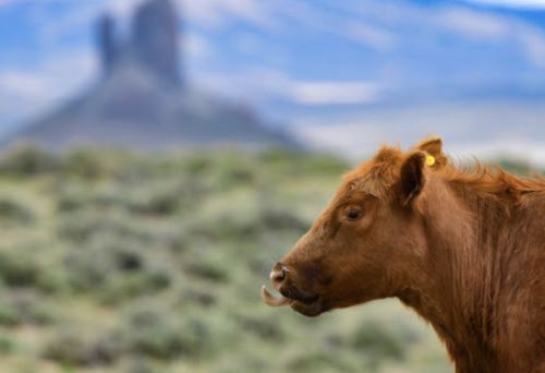 A close-up of a brown cow with a blurred landscape and distant rock formation in the background.