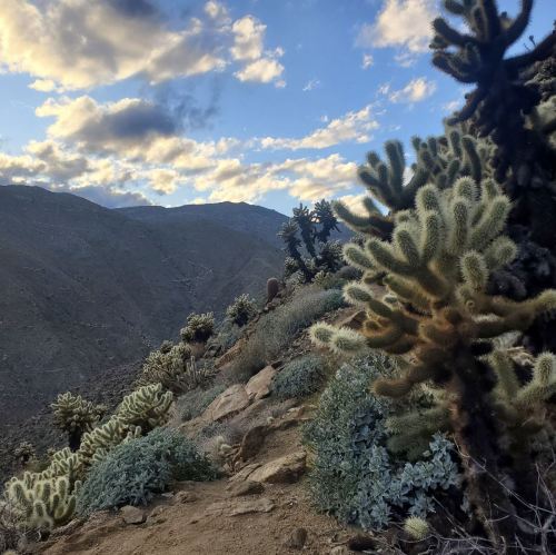 A scenic view of a mountainous landscape with cacti and shrubs under a cloudy sky at sunset.