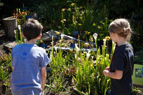 Two children observe a garden filled with various plants, including carnivorous species, under bright sunlight.