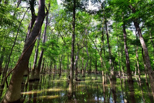 Lush green forest with tall trees reflected in calm water, creating a serene, tranquil swamp environment.