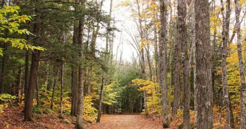 A serene forest path lined with trees displaying vibrant autumn foliage.