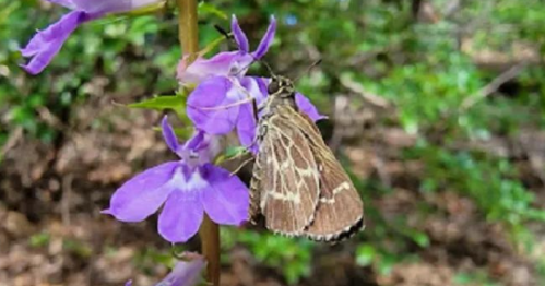 A brown butterfly perched on vibrant purple flowers in a natural setting.