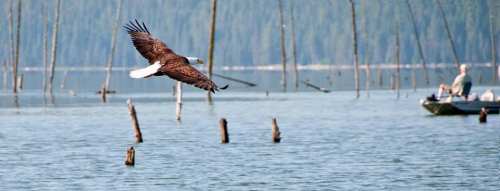 A bald eagle flies over a calm lake with a fisherman in a boat nearby, surrounded by submerged tree stumps.