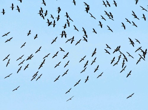 A flock of birds flying in a clear blue sky, creating a dynamic pattern against the backdrop.