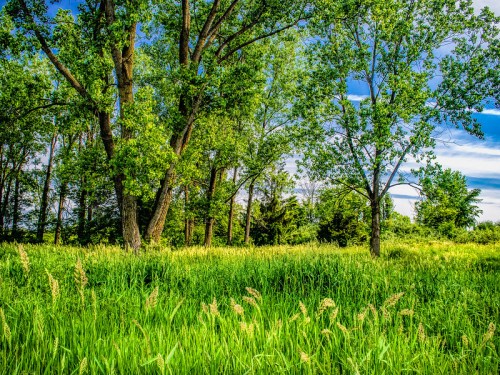 Lush green trees and tall grass under a bright blue sky, creating a serene natural landscape.