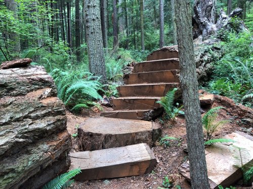 Wooden steps lead through a lush forest, surrounded by tall trees and ferns.