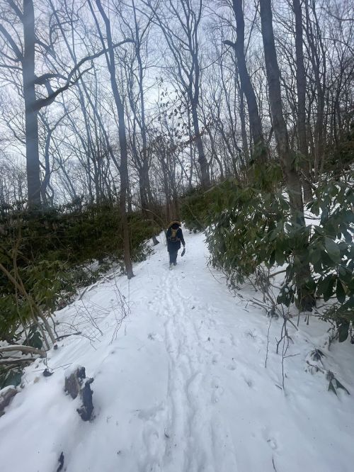 A person walks up a snowy trail surrounded by bare trees and greenery in a winter landscape.