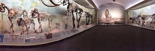 A panoramic view of a museum exhibit featuring mammoth skeletons and informative displays on prehistoric life.