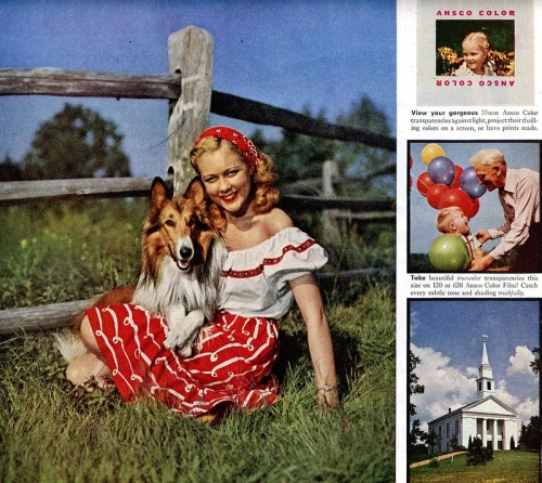 A woman in a red and white dress sits with a collie dog by a wooden fence, surrounded by greenery.