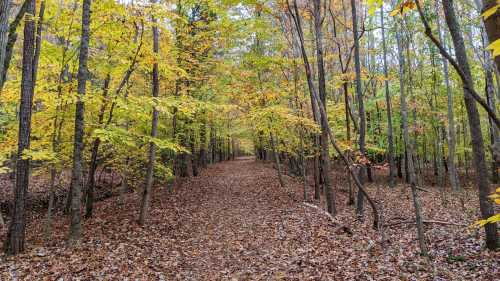 A serene forest path lined with trees displaying vibrant autumn leaves, surrounded by fallen leaves on the ground.