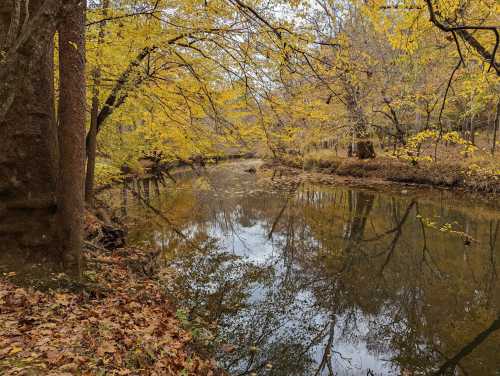 A serene river surrounded by trees with vibrant yellow leaves, reflecting on the calm water.