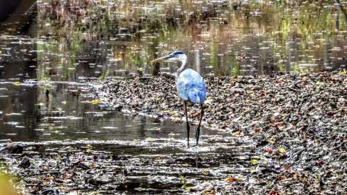 A blue heron stands in shallow water, surrounded by muddy banks and reflections of trees in the water.