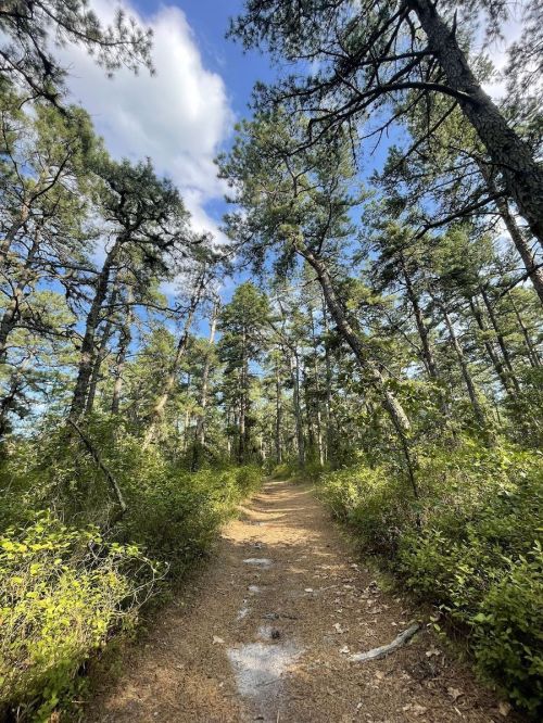 A sandy path winds through a dense forest of tall trees under a blue sky with scattered clouds.