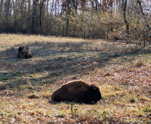 Two bison resting on a grassy field surrounded by trees in a serene natural setting.