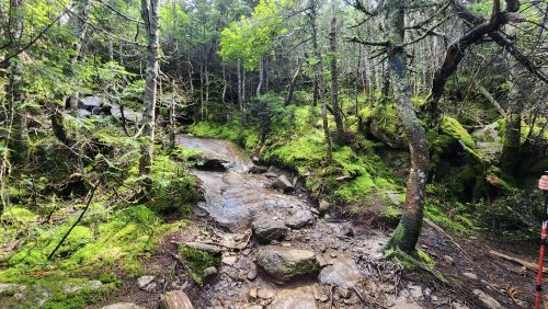 A serene forest scene with a small stream flowing through lush greenery and moss-covered rocks.