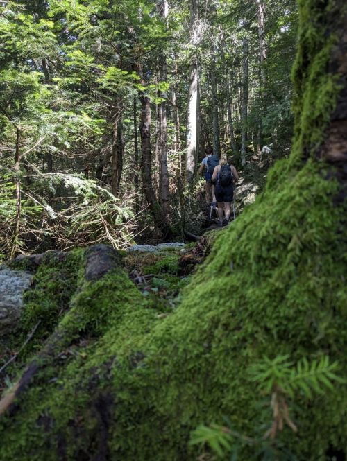 Two hikers navigate a lush, green forest trail, surrounded by tall trees and moss-covered rocks.