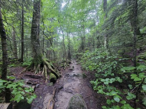 A serene forest path surrounded by lush green trees and moss-covered rocks.