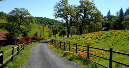 A winding dirt road lined with a wooden fence, surrounded by green hills and vibrant orange wildflowers.