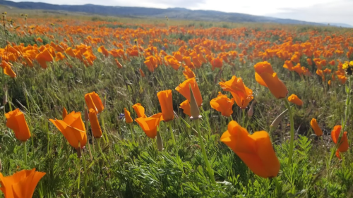A vibrant field of orange poppies stretches across the landscape under a clear sky.