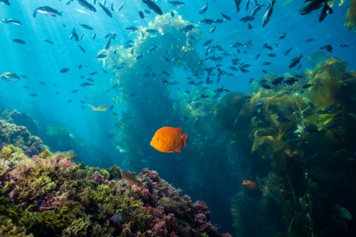 A vibrant underwater scene featuring colorful fish swimming among coral and seaweed in clear blue water.
