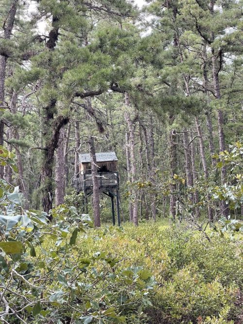 A wooden treehouse perched high among tall pine trees in a lush green forest.