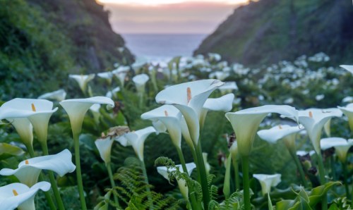 A field of white calla lilies in a lush valley, with the ocean visible in the background at sunset.