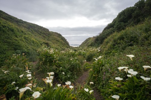 A lush, green valley lined with white flowers leads to a cloudy ocean horizon.