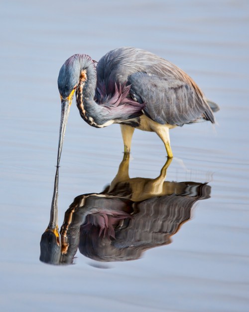 A heron stands in shallow water, gazing at its reflection while hunting for fish.