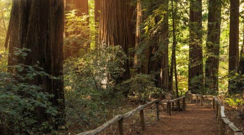 A serene forest path winding through tall redwood trees, dappled sunlight filtering through the leaves.