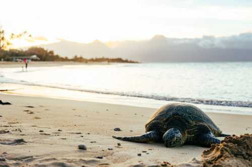 A turtle rests on a sandy beach at sunset, with gentle waves and distant figures walking along the shore.