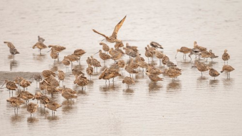 A flock of shorebirds wading in shallow water, with one bird taking flight above the group.